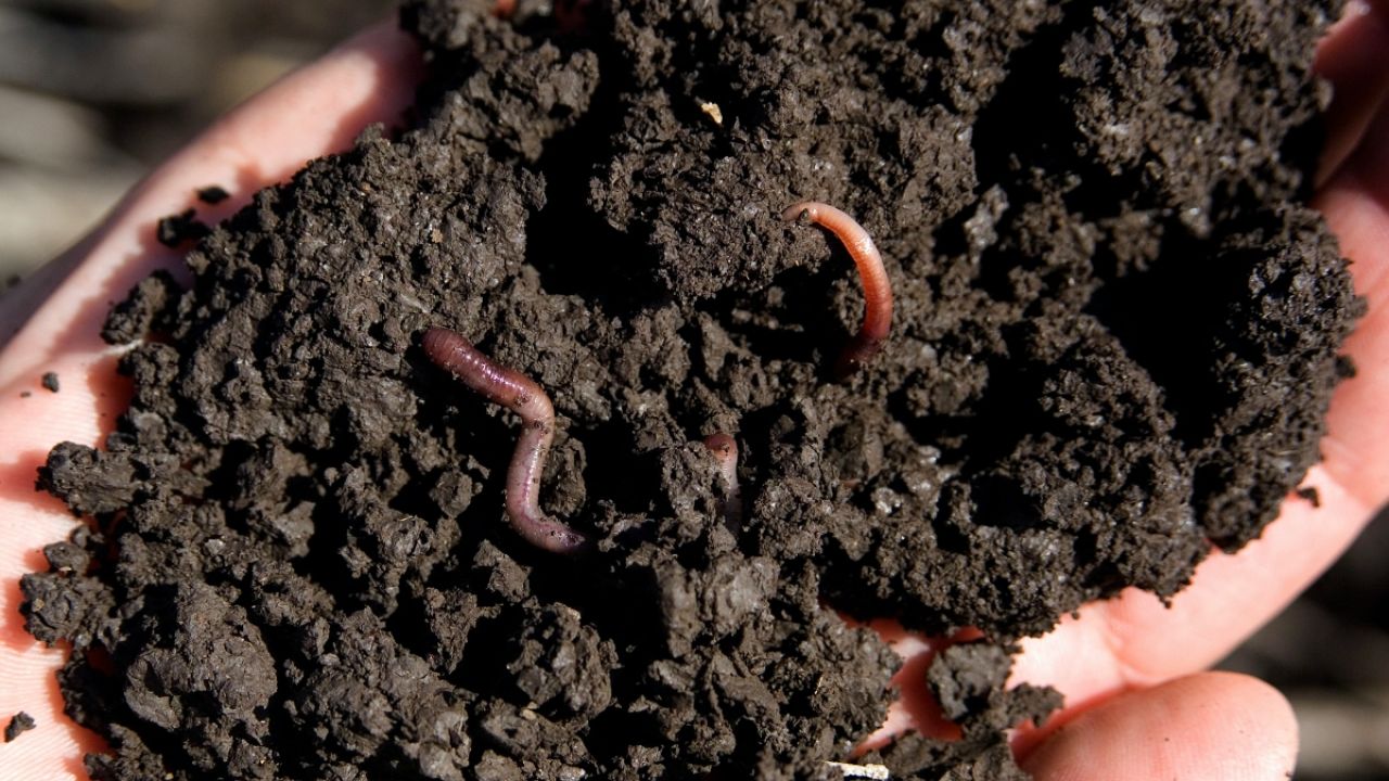 蠕虫在泥土中